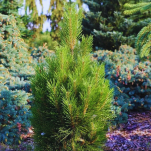 Sosna czarna - "Kleiner Turn"