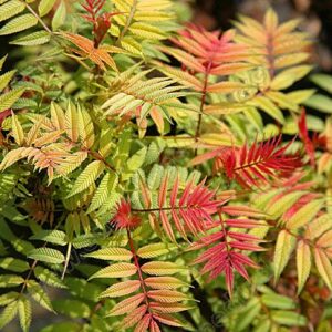 Tawlina jarzębolistna