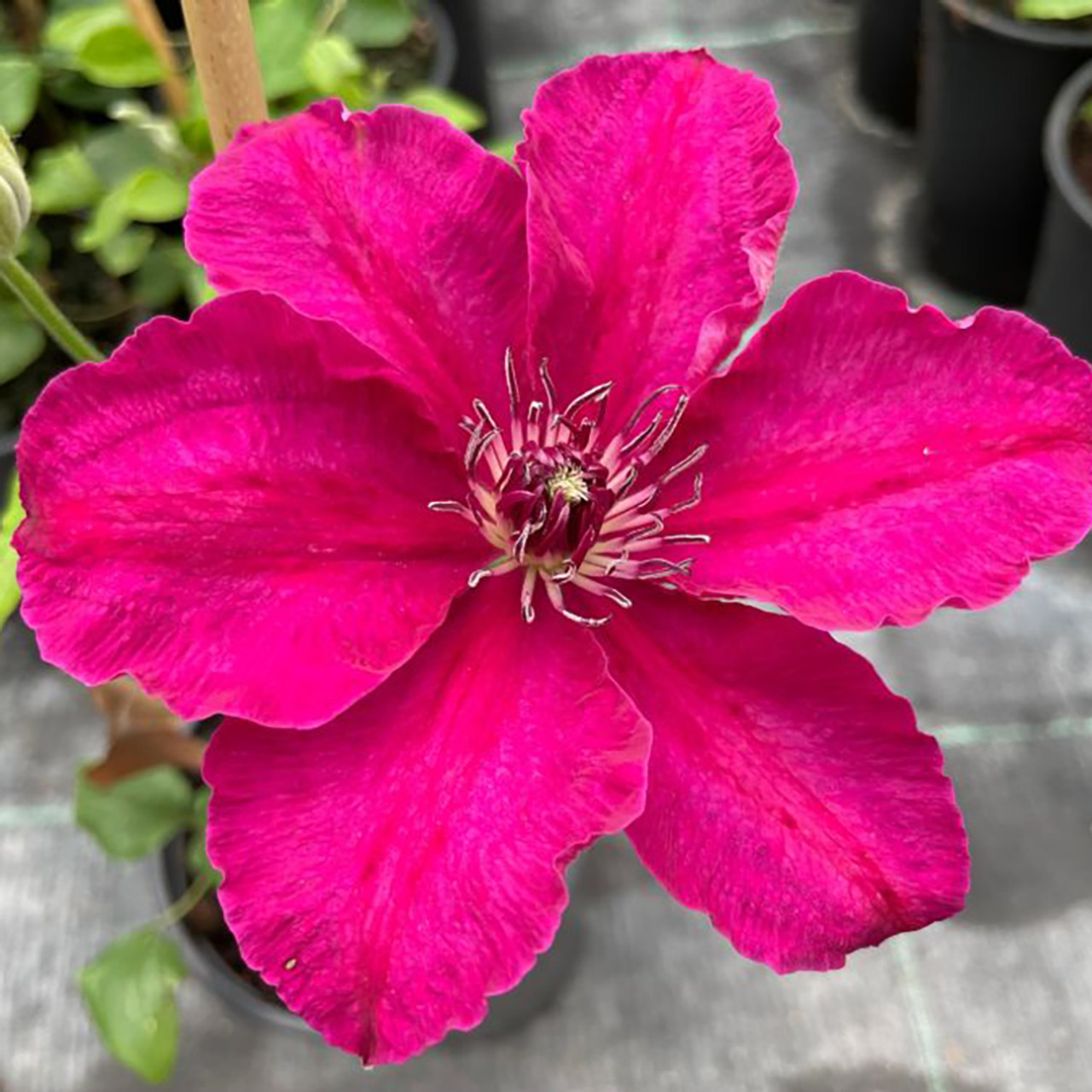 Powojnik "Boulevard Daiyu"