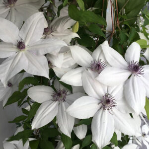 Powojnik "Garland Tsukiko"