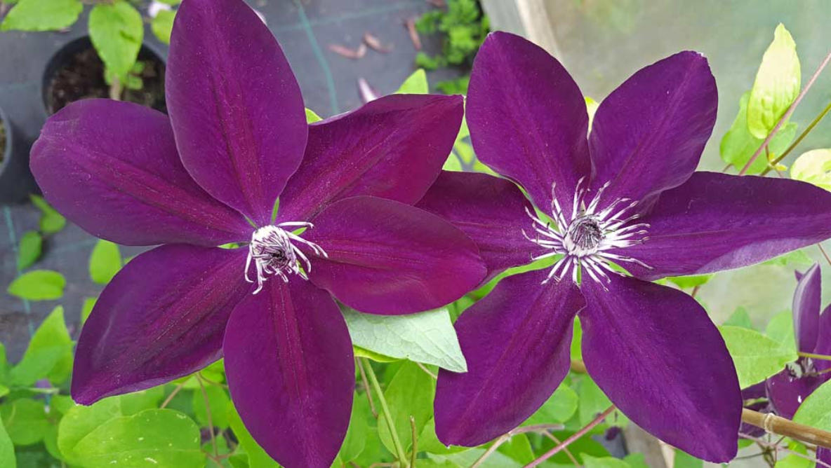 Powojnik "Garland Reiko"