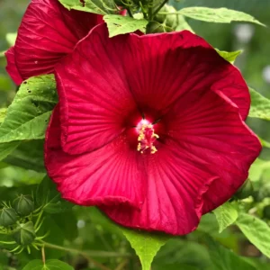 Hibiskus - Luna Red
