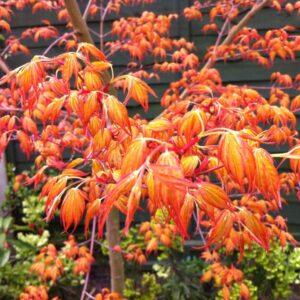 Klon palmowy - "Katsura"