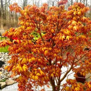 Klon palmowy - "Metamorphose"