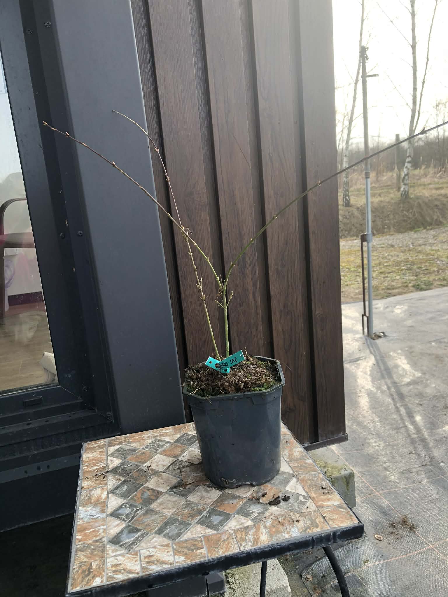 Klon palmowy - "Emerald lace" - obrazek 2