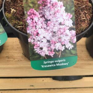 Lilak - „Krasawica Moskwy”