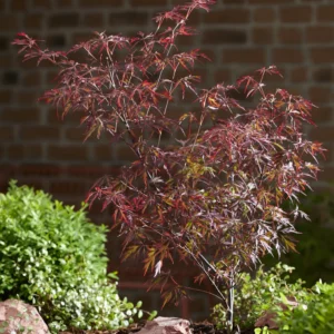 Klon palmowy - "Royal garnet"