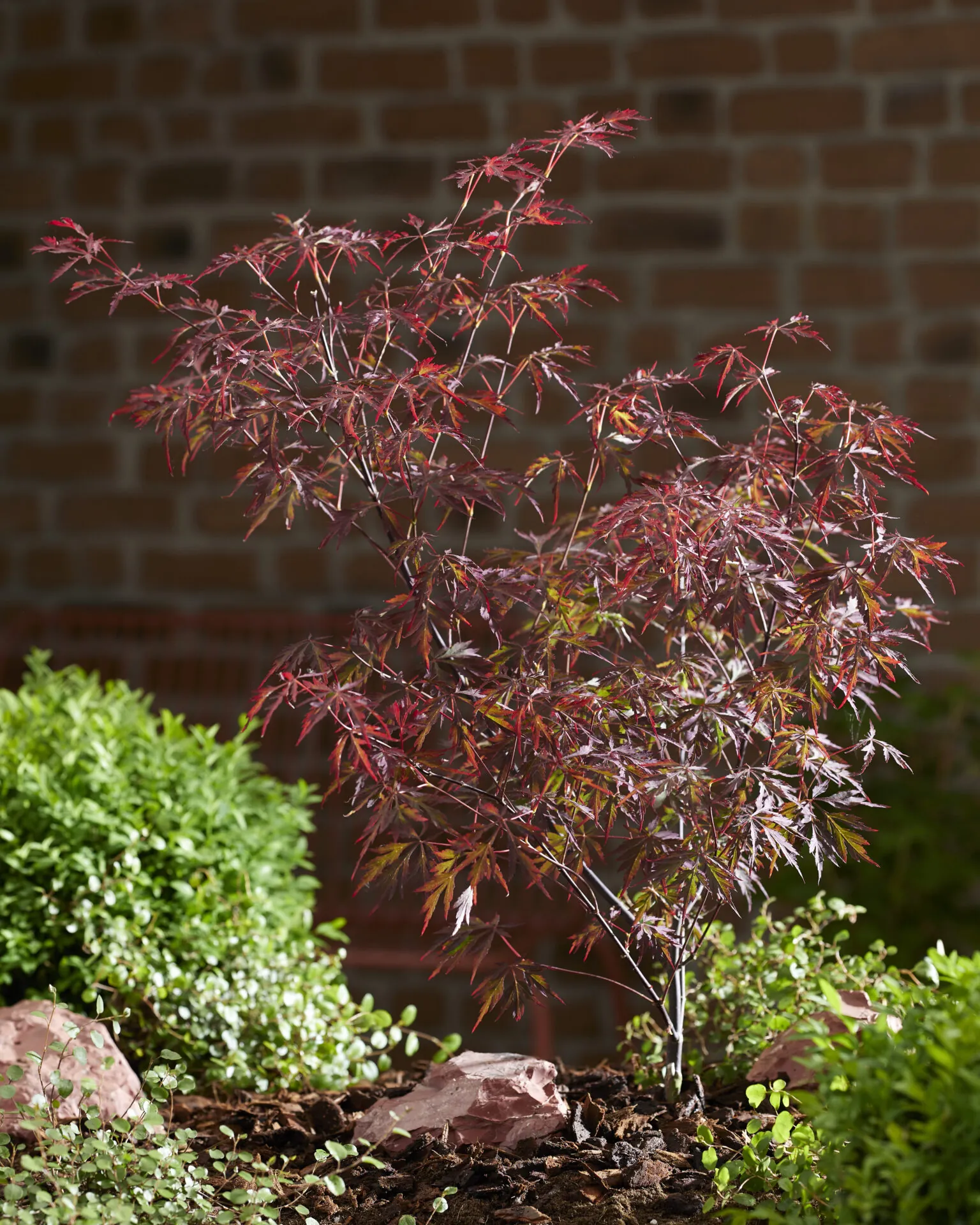 Klon palmowy - "Royal garnet"