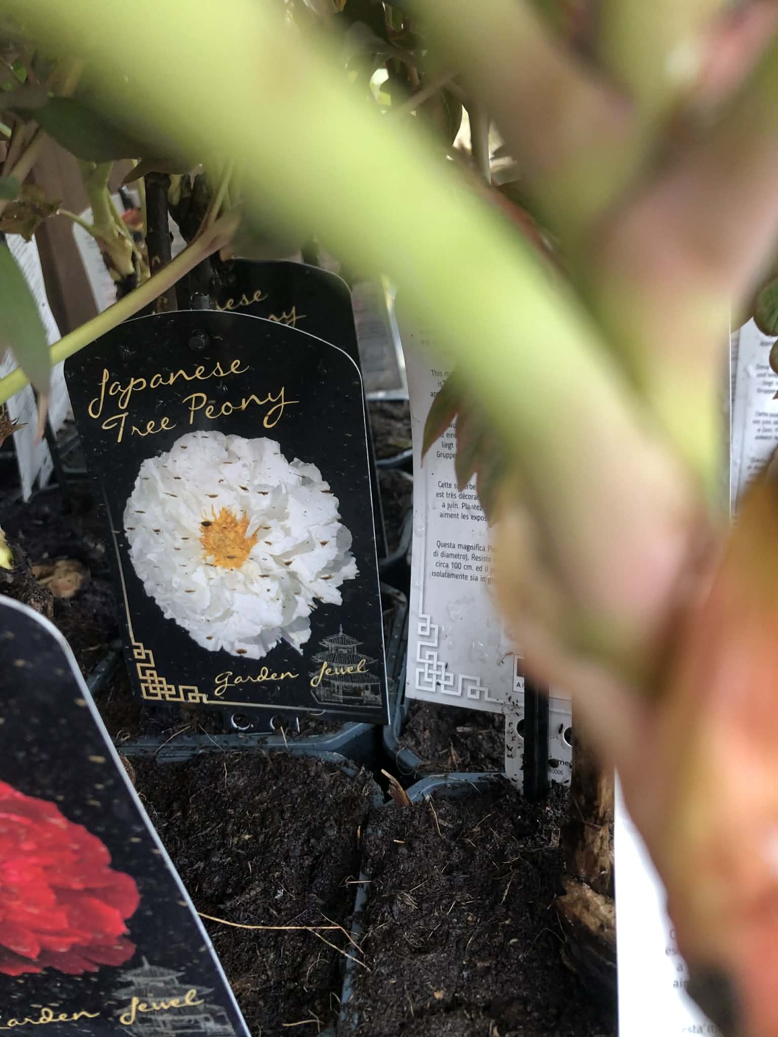 Piwonia drzewiasta - kolor do wyboru - obrazek 6