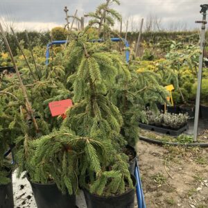 Świerk kłujący - "Punapura"