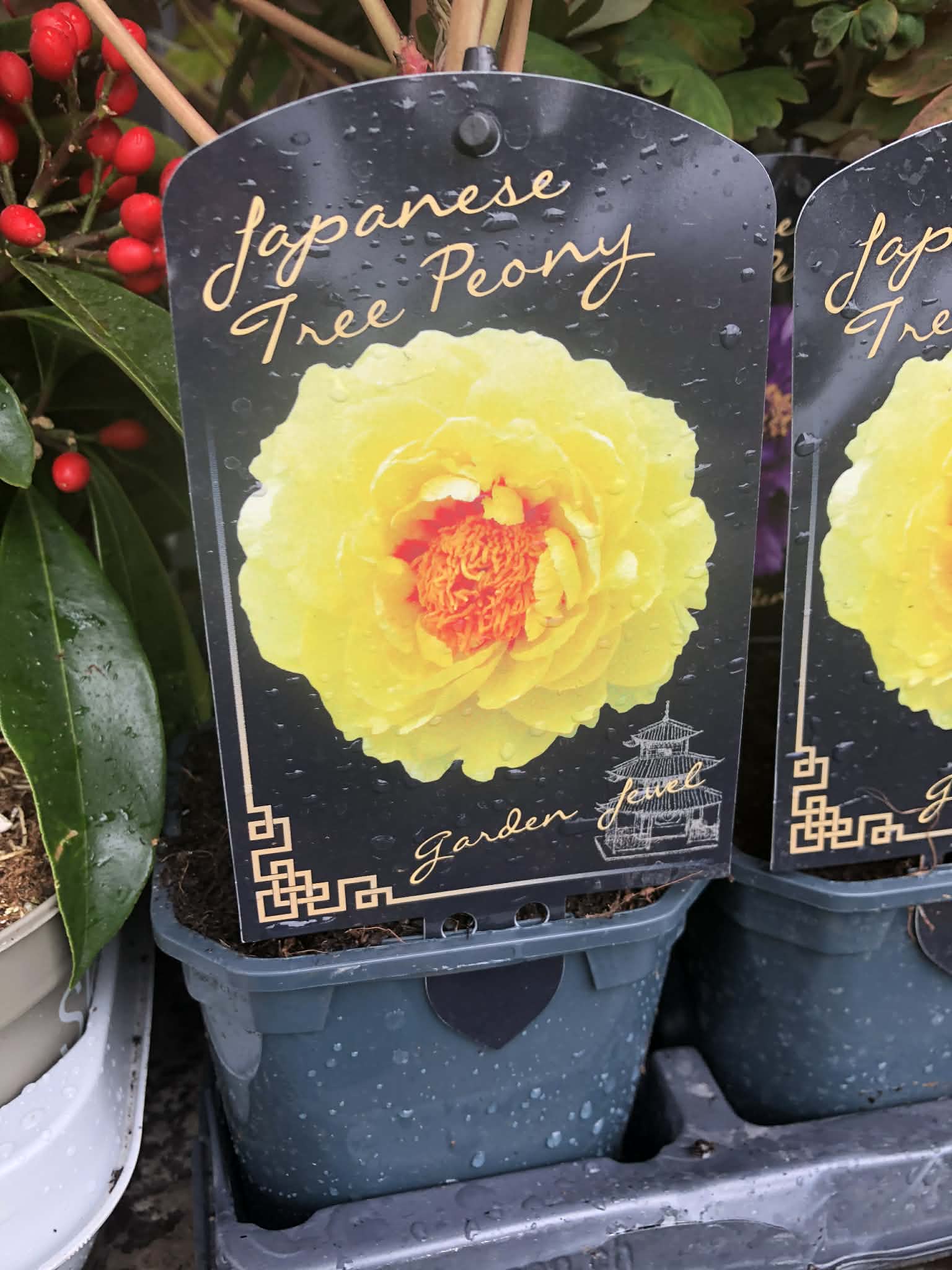 Piwonia drzewiasta - kolor do wyboru - obrazek 5