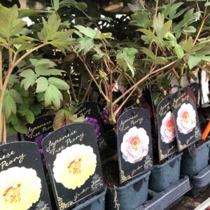 Piwonia drzewiasta - kolor do wyboru