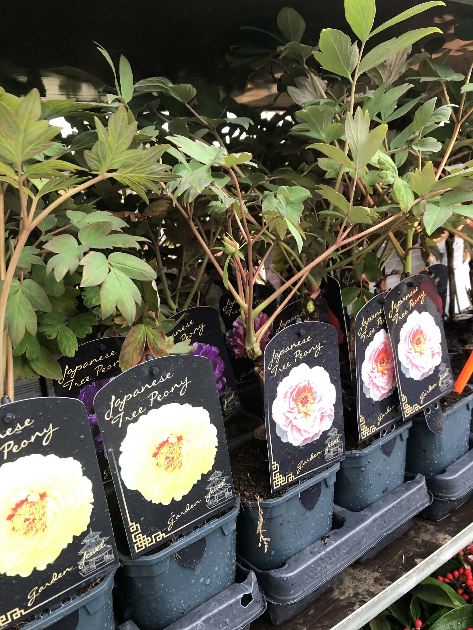 Piwonia drzewiasta - kolor do wyboru