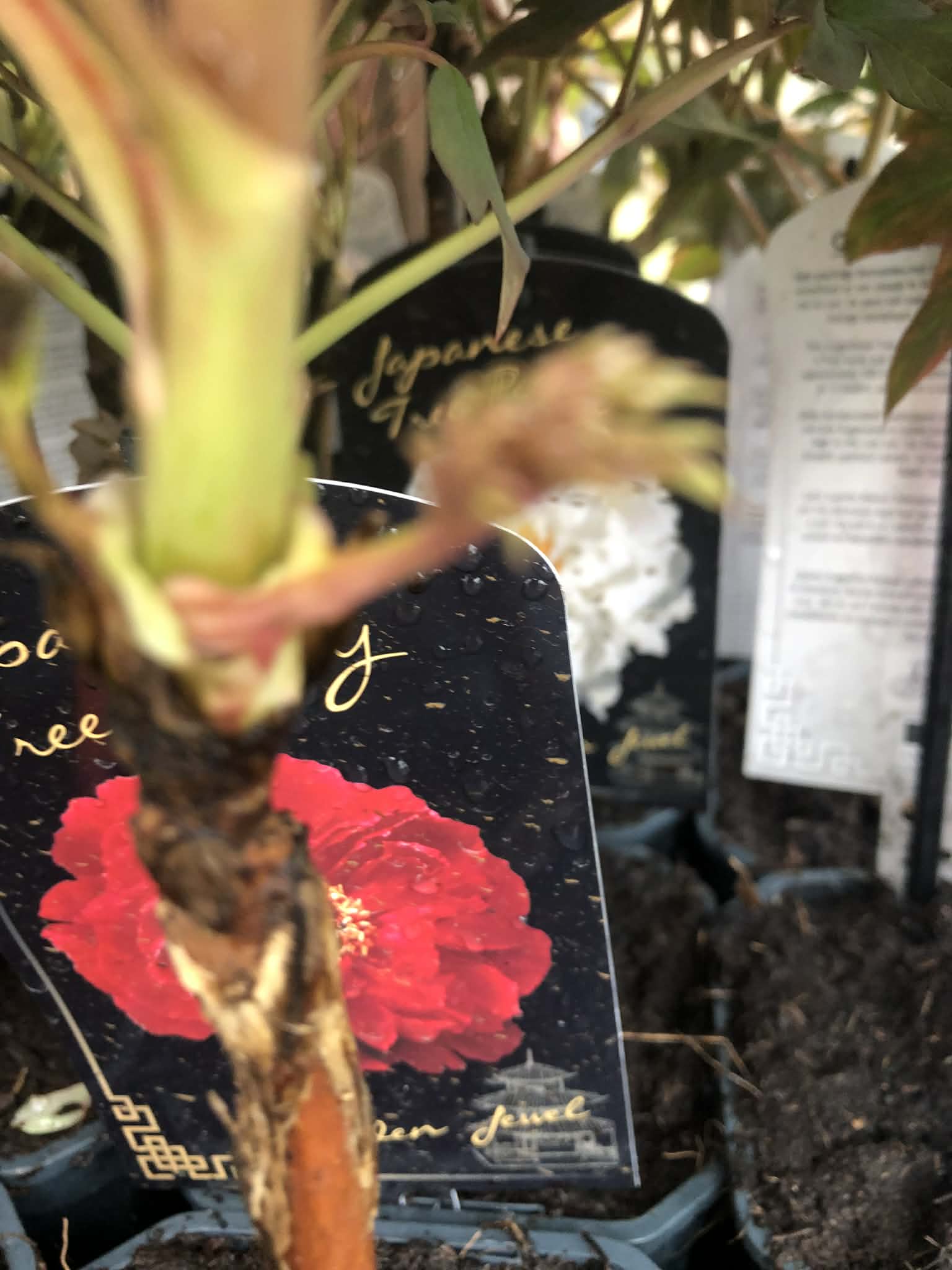 Piwonia drzewiasta - kolor do wyboru - obrazek 2