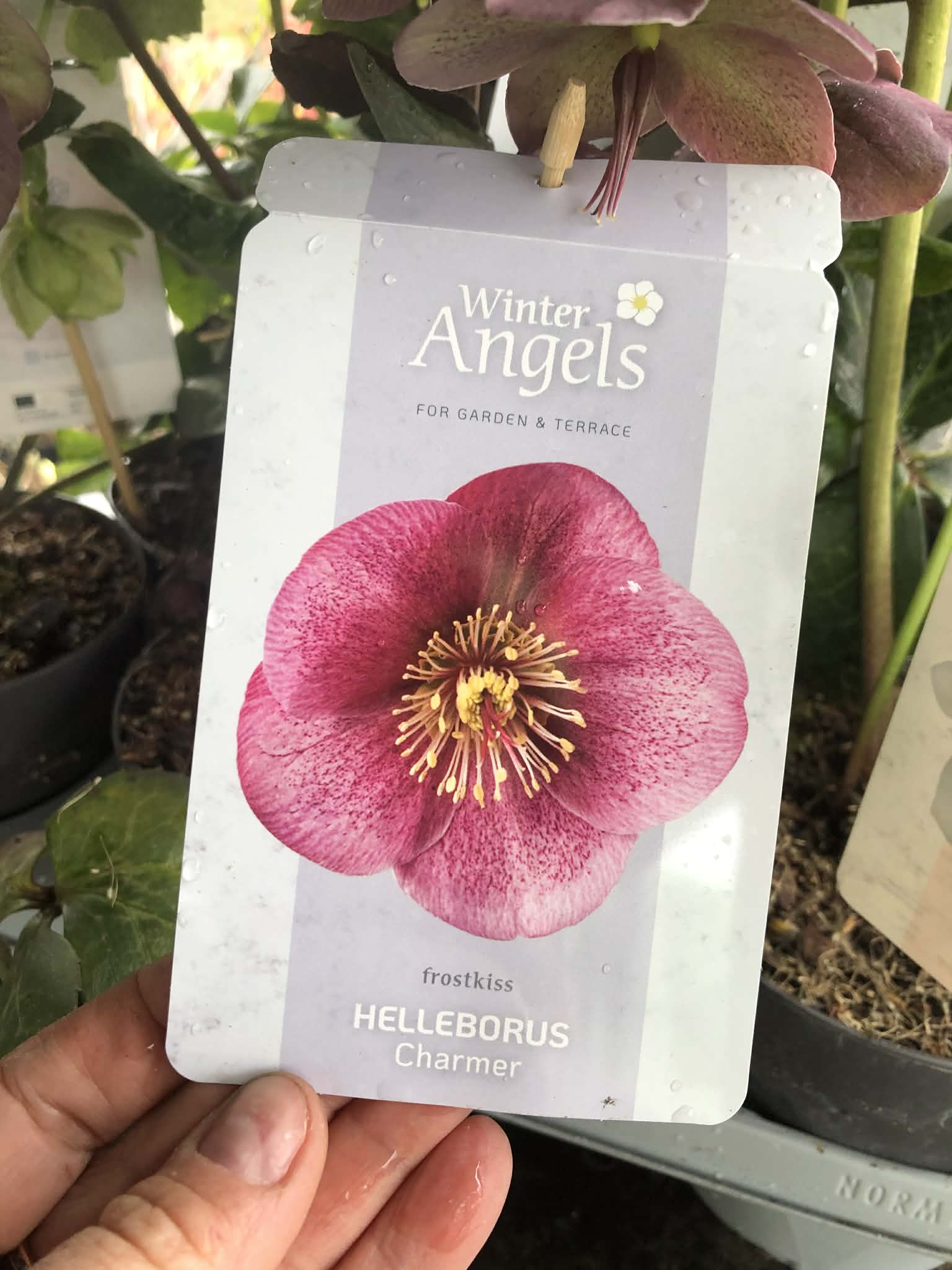 Ciemiernik - obrazek 3