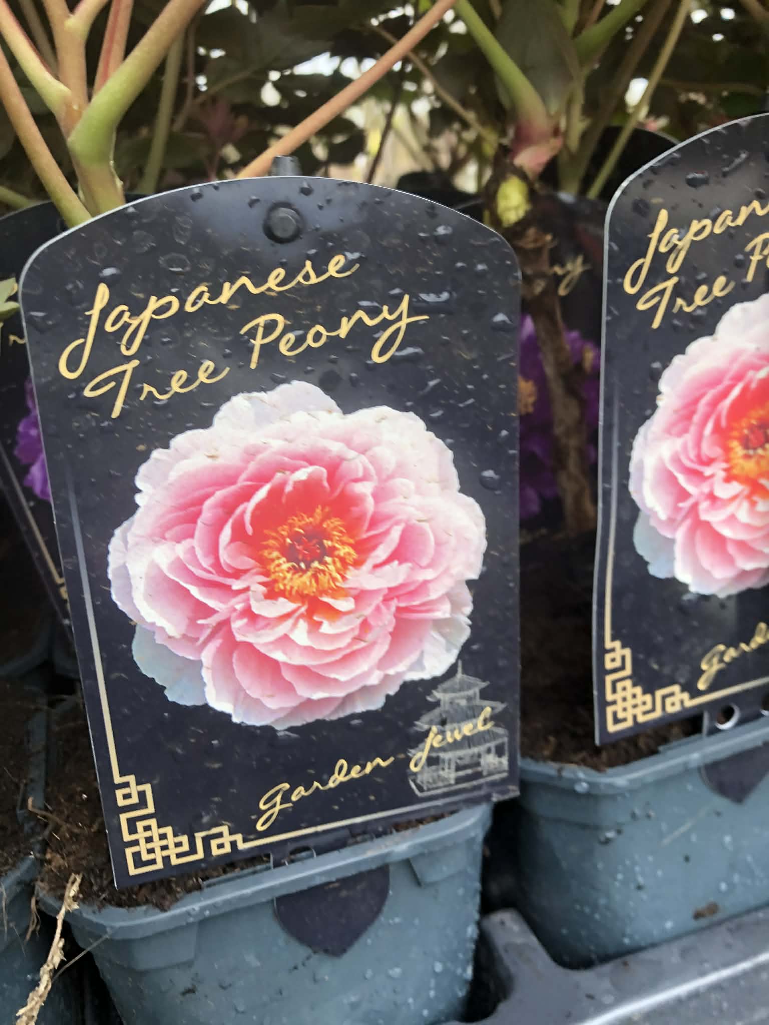 Piwonia drzewiasta - kolor do wyboru - obrazek 4