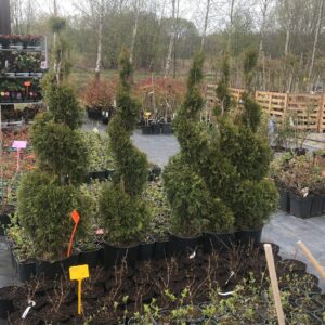 Świerk „Spiralis”