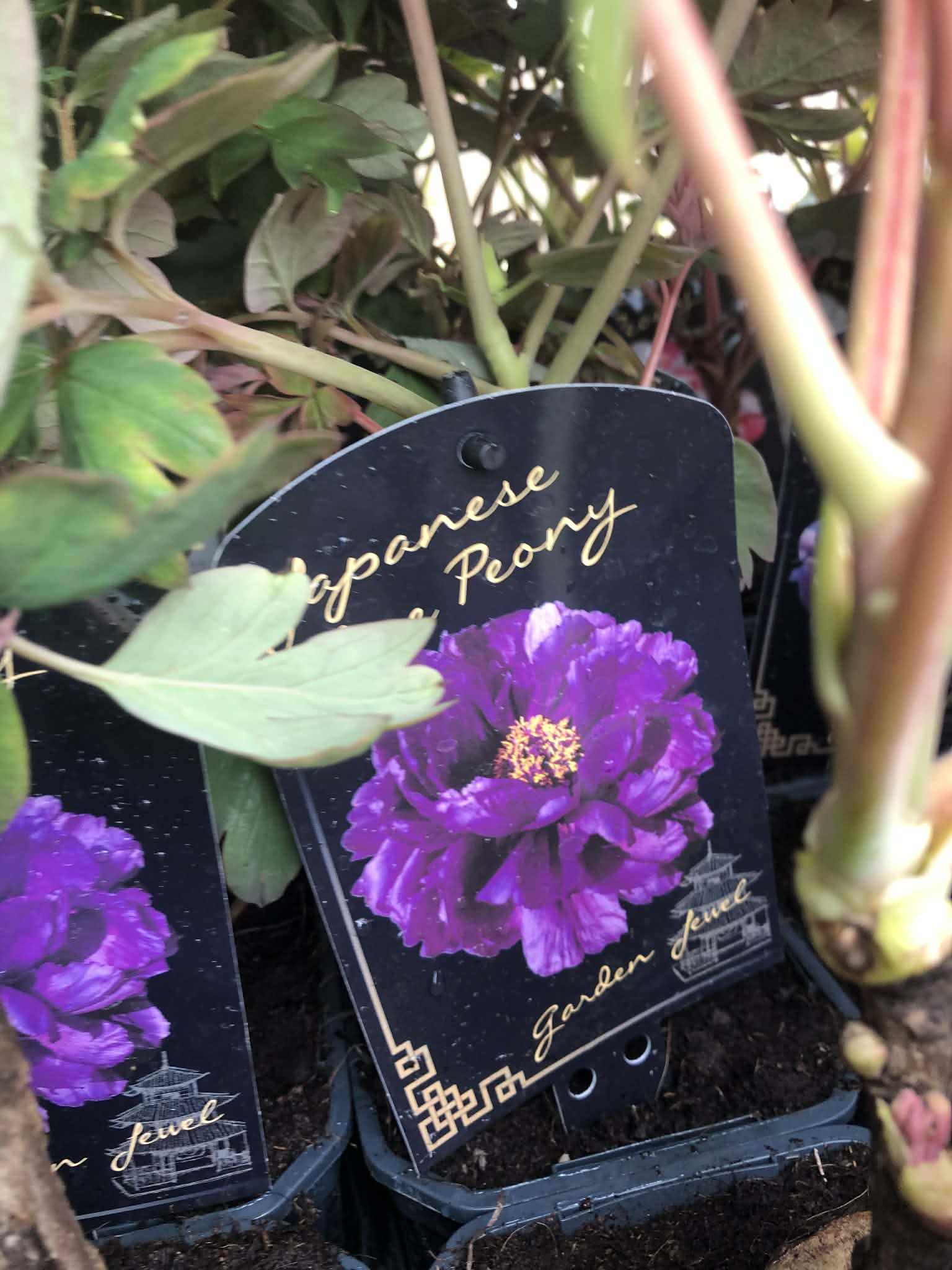 Piwonia drzewiasta - kolor do wyboru - obrazek 3