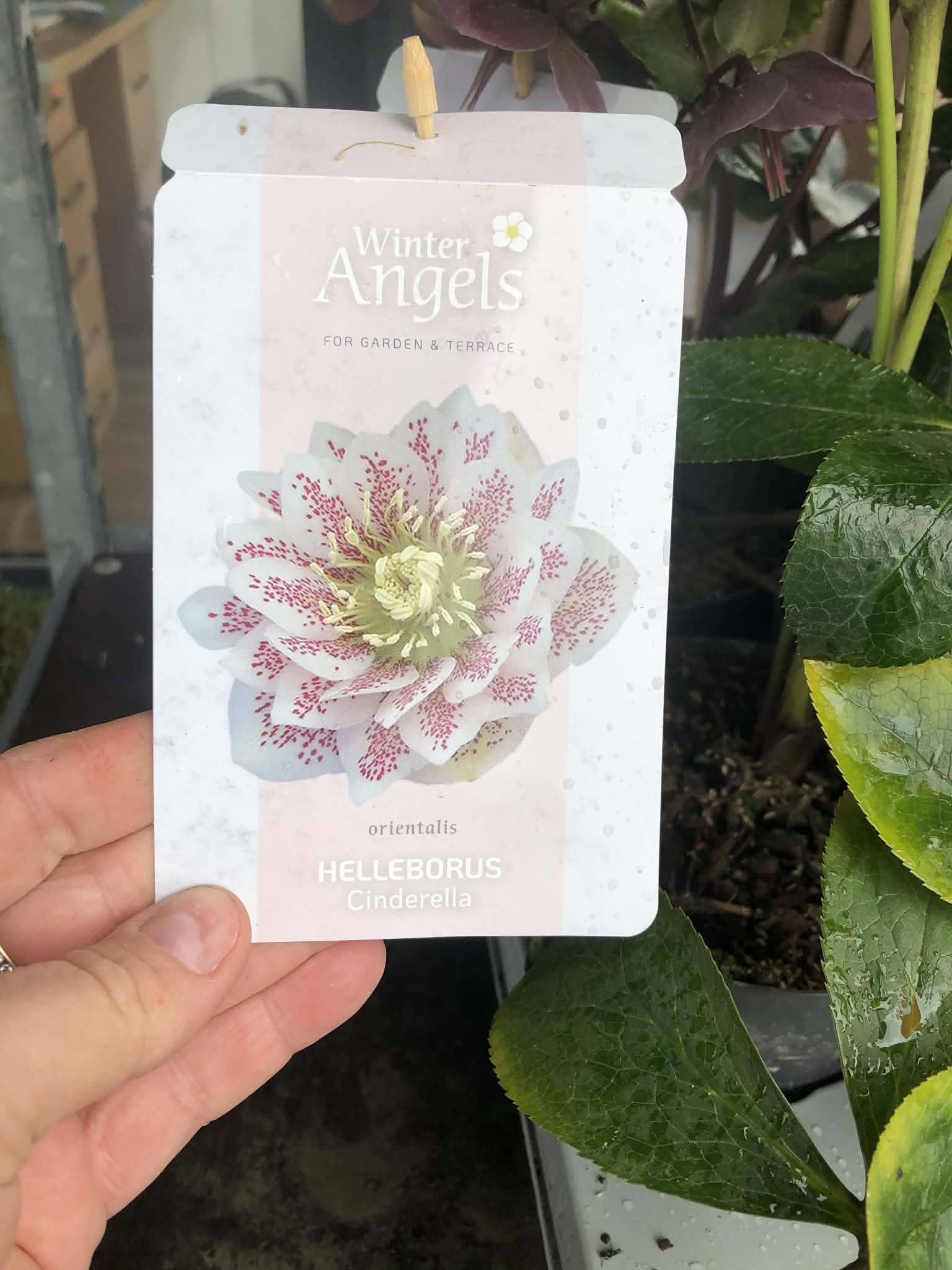 Ciemiernik - obrazek 2