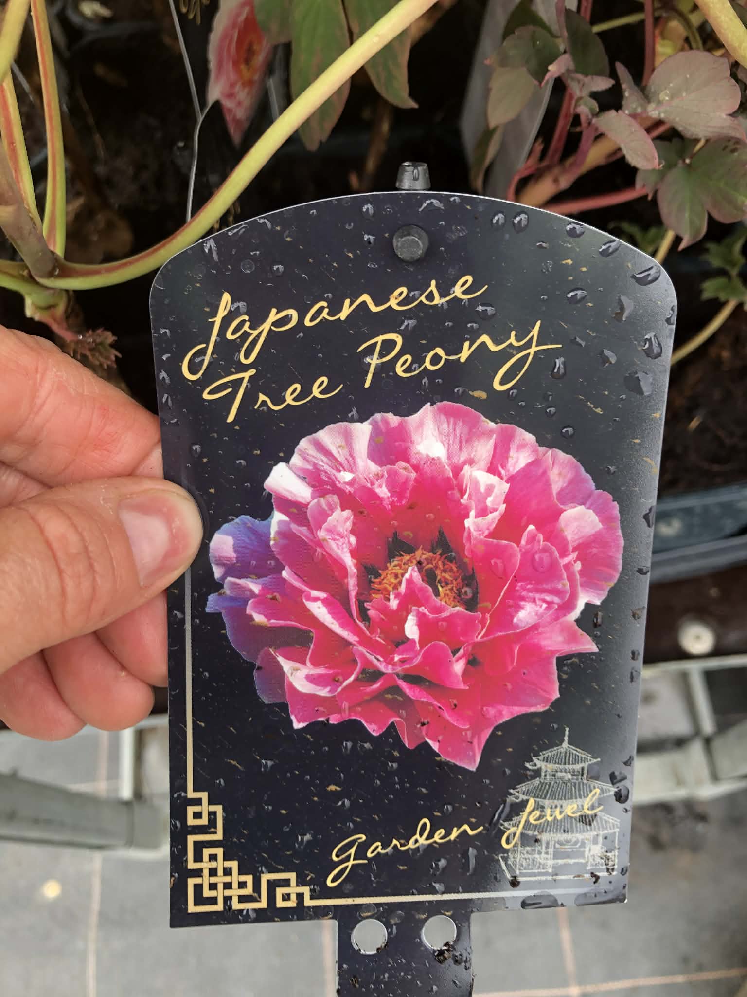 Piwonia drzewiasta - kolor do wyboru - obrazek 7