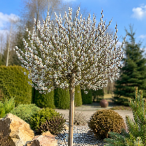 Wierzba - "Iwa" szczepiona na pniu 70-120 cm