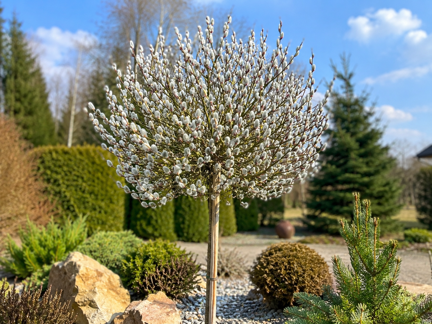 Wierzba - "Iwa" szczepiona na pniu 70-120 cm