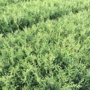 Tuja - "Brabant" (30-60cm) Pakiet 50 szt.